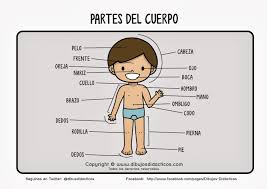 cuerpo humano