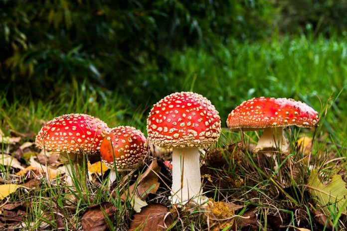 HONGOS 1
