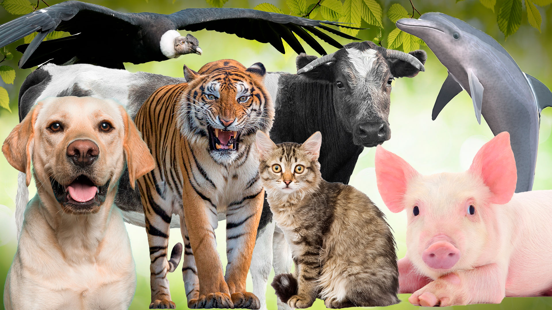 PREGUNTA 1 ANIMALEES