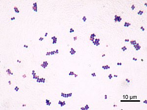Microscopi