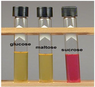 Fermentacio Neissèria