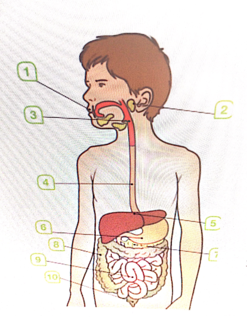 aparato digestivo numerado