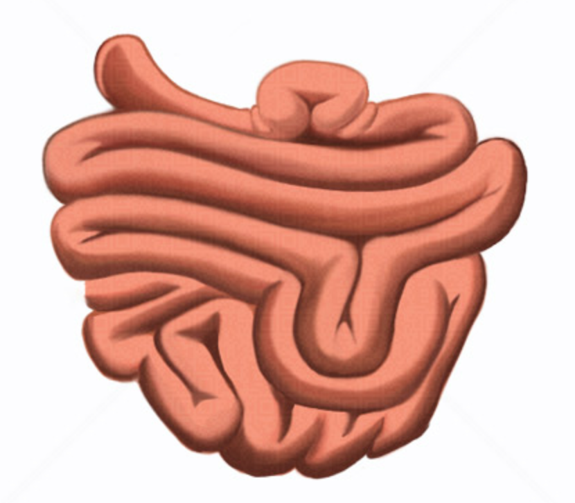 intestino delgado