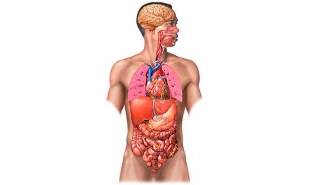 örganos del cuerpo