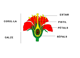 pistil