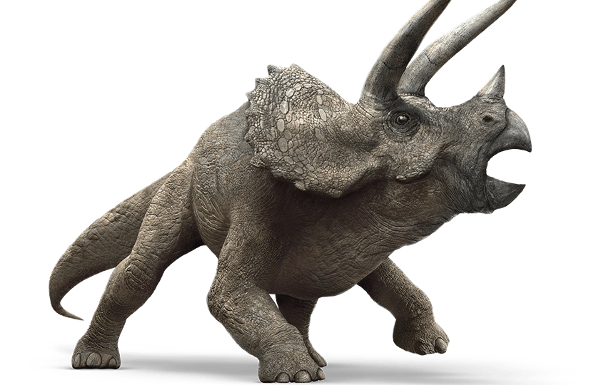 triceratops