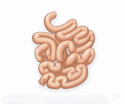 intestino delgado
