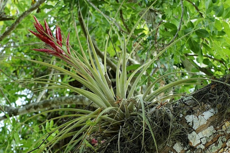 Tilandsia