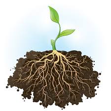 roots