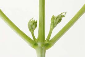 stem