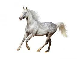 Caballo