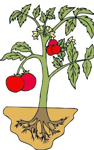 PLANTA 