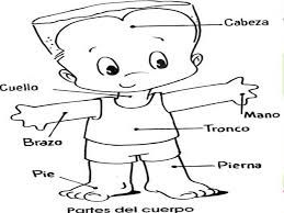 Cuerpo
