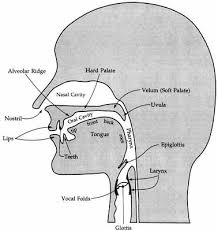 Phonetics and phonology