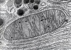 mitocondria