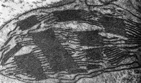 cloroplasto