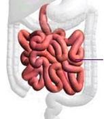 intestinos