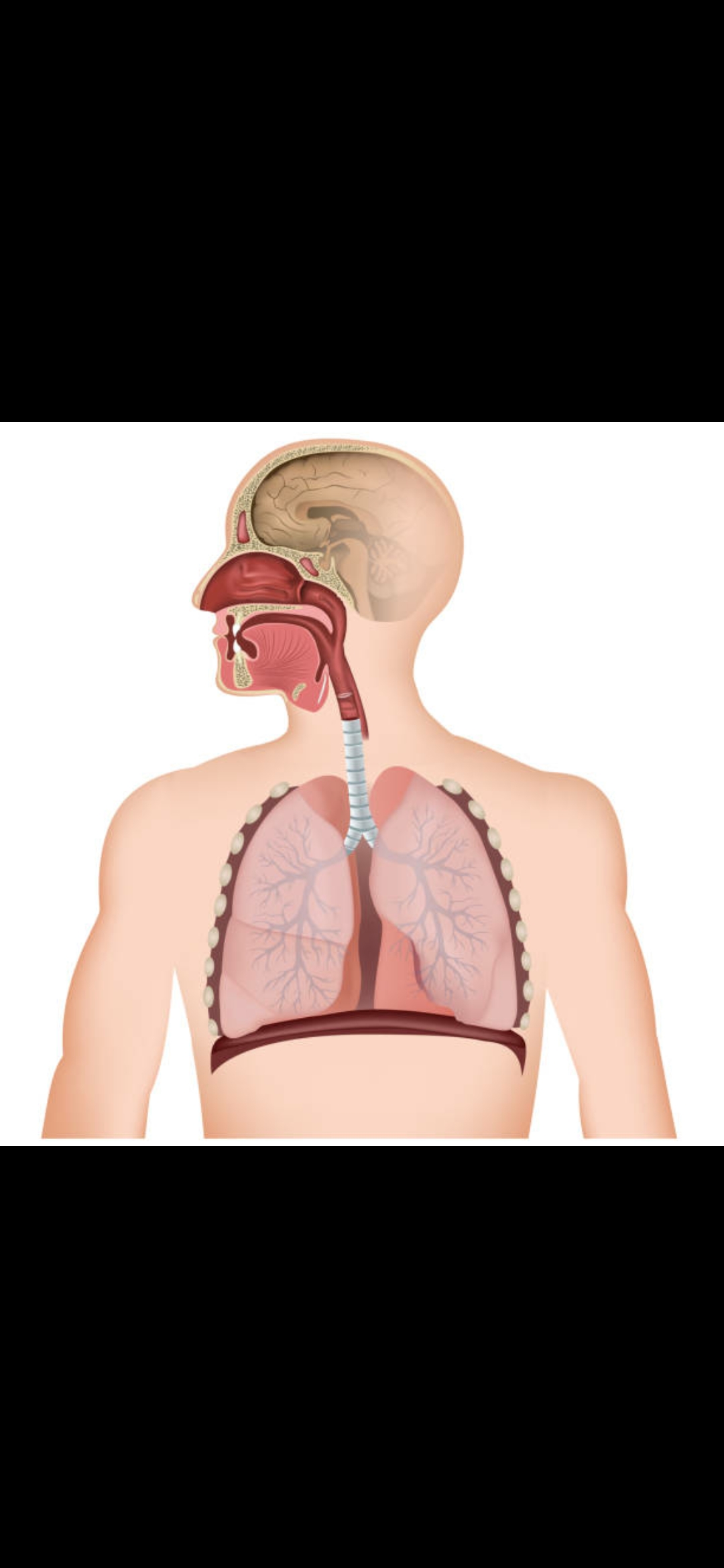 Sistema respiratorio