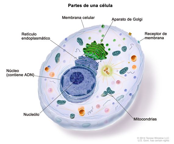 célula
