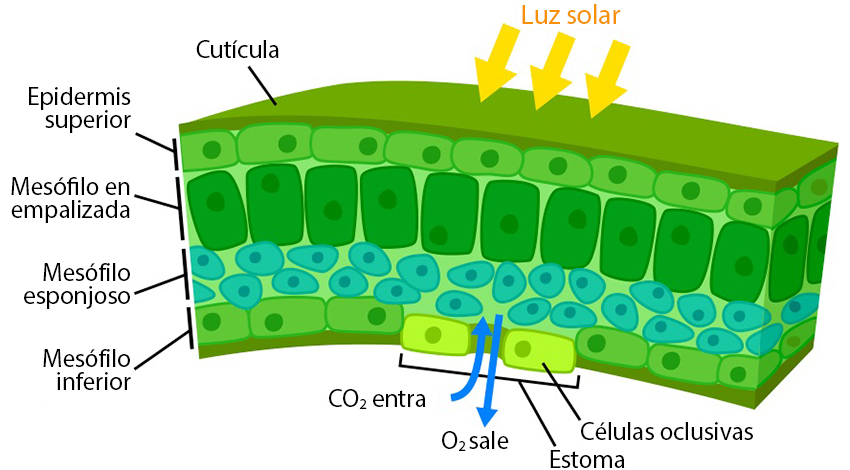 epidermis