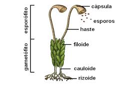 filoides