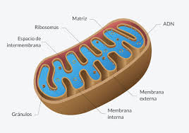Mitocondria