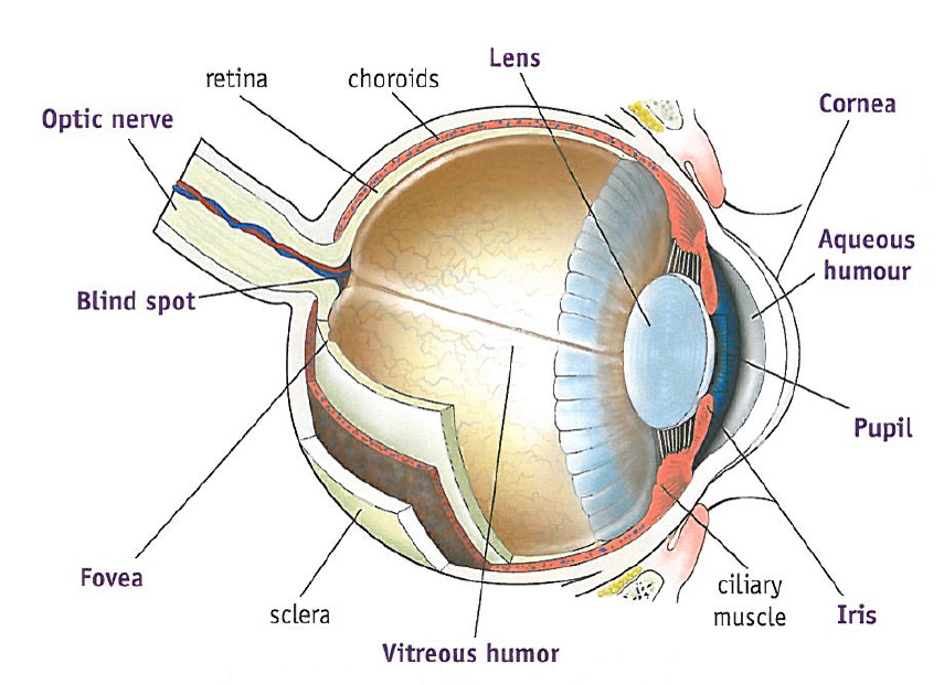 Ojo