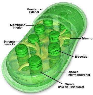 Cloroplasto
