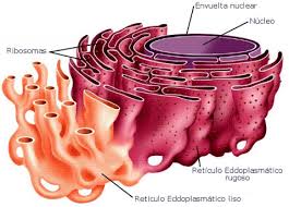Retículo endoplasmático