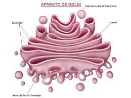 Golgi