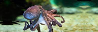 pulpo