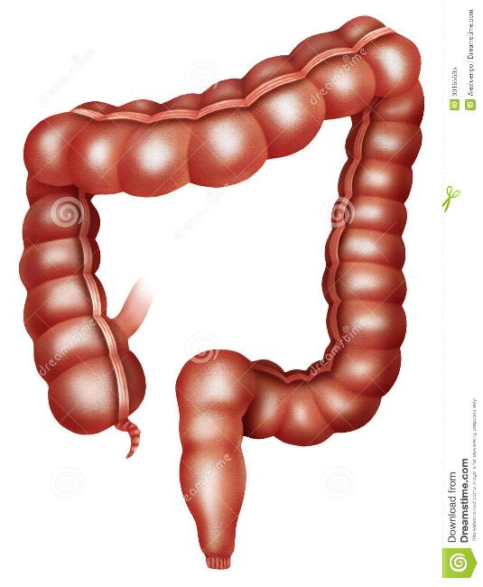 Intestino grueso