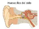oído