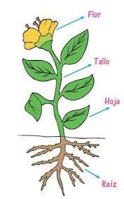 Planta
