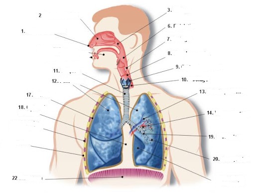 Vies respiratòries