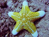 estrella