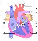 Corazón esquema